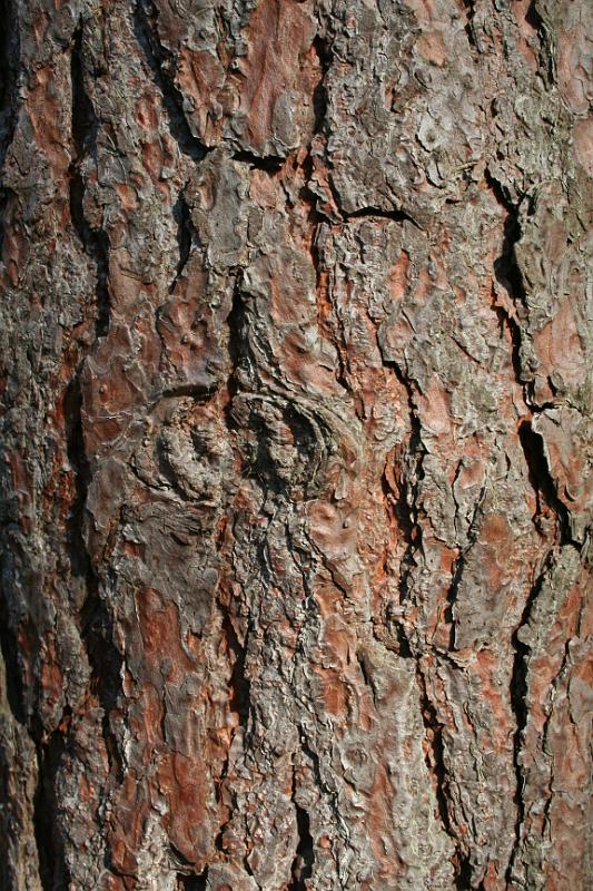 Tree Pine Bark_01